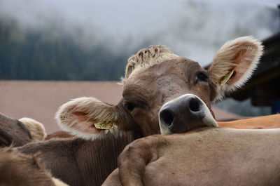 Close-up of sheep against sky