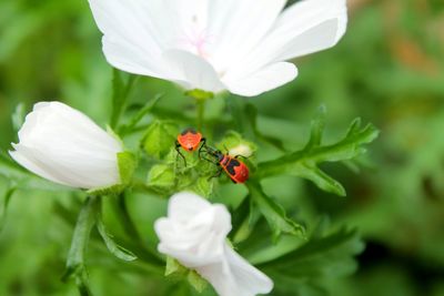 Close-up of ladybug on poppy flower