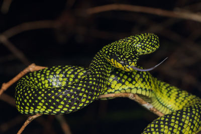 Close-up of a lizard on branch