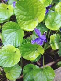 Close-up of purple flowers blooming outdoors