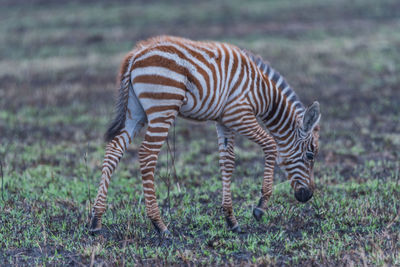Zebras grazing in a field