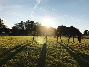 Horses grazing on grassy field against sky during sunny day