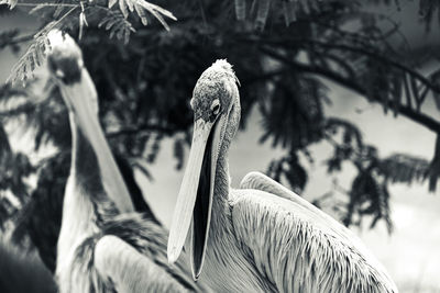 Close-up of a bird against blurred background