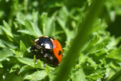 Close-up of ladybug on leaf