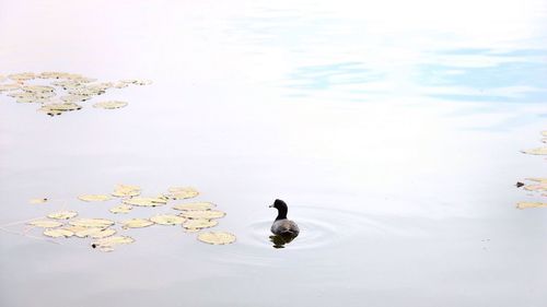 Close-up of swimming pool