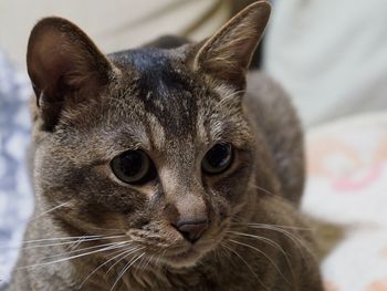 Close-up portrait of cat