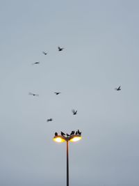 Low angle view of birds flying against sky