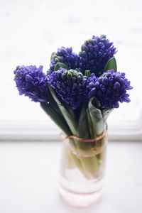 Close-up of blue hyacinth buds in vase on table