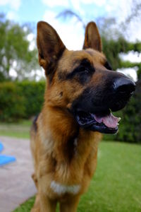 Close-up of dog looking away on field