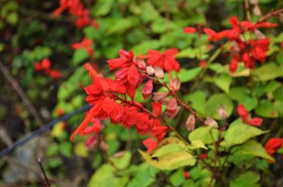 Close-up of red maple leaves on plant during autumn