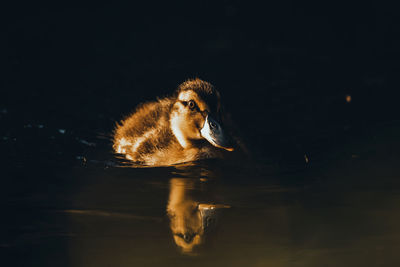 Close-up of duck swimming in lake