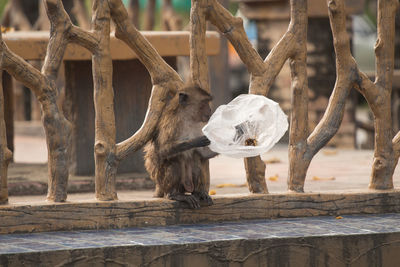 Monkey holding plastic bag against railing