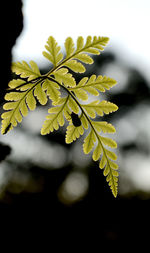 Close-up of leaves