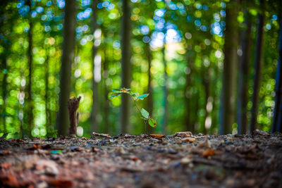 Trees in forest