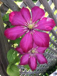 Close-up of pink flower