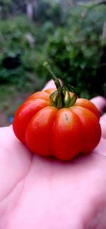 Local tomato in indonesia