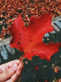 Close-up of hand holding maple leaf during autumn