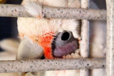 Close-up of parrot in cage