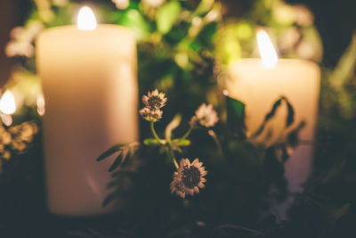 Close-up of illuminated candles on plant