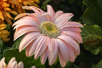 Close-up of flowering plant