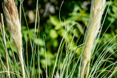 Close-up of grass on field