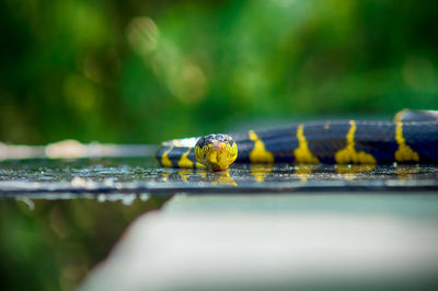 Close-up of insect