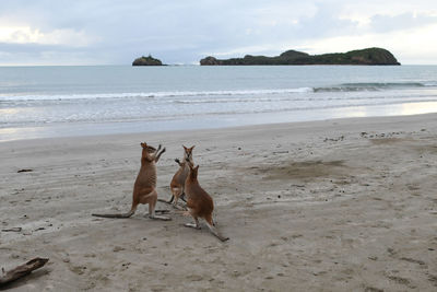 Horses on the beach