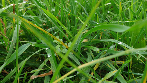 High angle view of grass growing on field