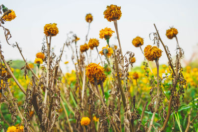 Close-up of yellow flowering plants on field