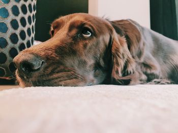 Close-up of dog lying on floor