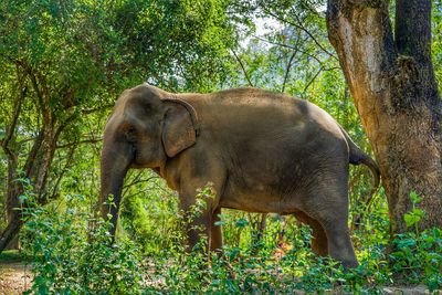 Elephant in forest