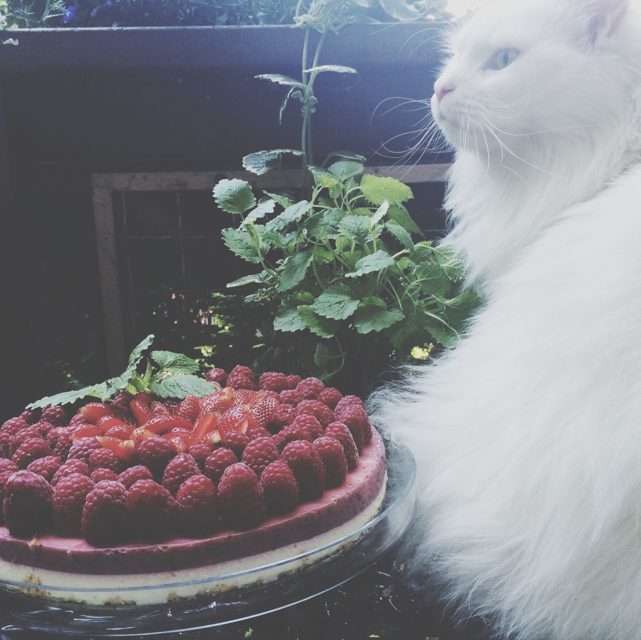 animal themes, one animal, domestic animals, pets, mammal, close-up, indoors, food and drink, food, plant, red, no people, white color, freshness, domestic cat, fruit, day, dog, nature, potted plant