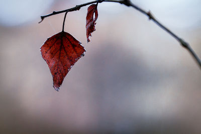 red