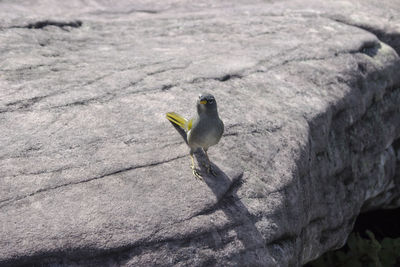 High angle view of bird perching on rock