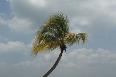palm tree