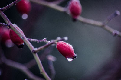 Close-up of red berries on twig