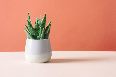 Close-up of potted plant on table