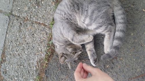 High angle view of cat holding hand