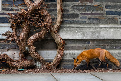 View of an animal against wall