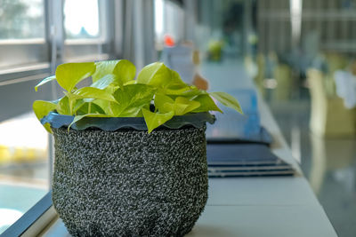 Close-up of potted plant