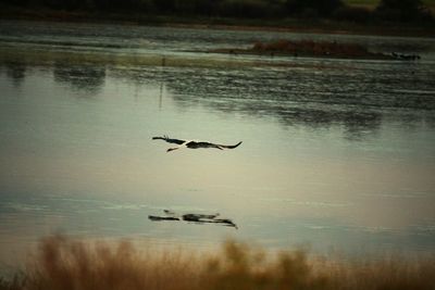 Swan swimming in lake against sky during sunset