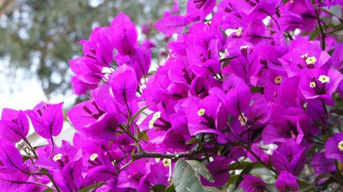 Close-up of purple flowers blooming on tree