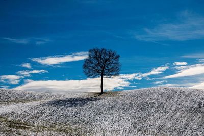 Bare tree on landscape against blue sky