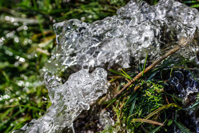 Close-up of frozen plant