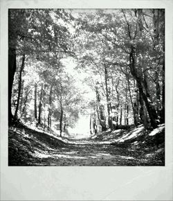 Road passing through forest