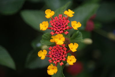 Close-up of yellow flowers blooming outdoors