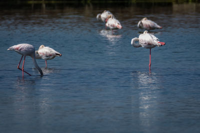 Birds flamingos in a lake