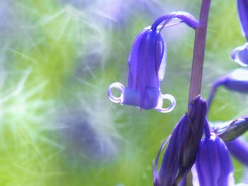 Close-up of purple flowers