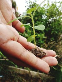 Close-up of hand holding small plant