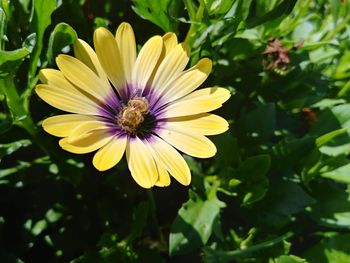 Close-up of purple flower
